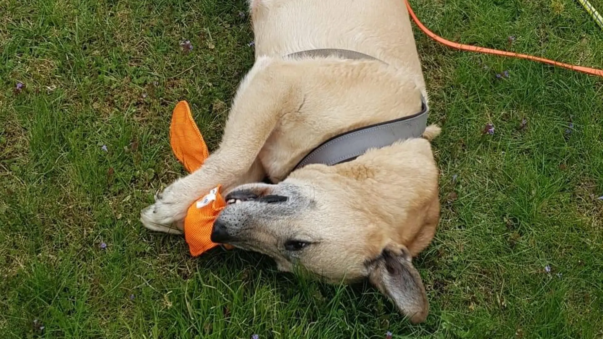 belgeischer Schäferhund-Mischling