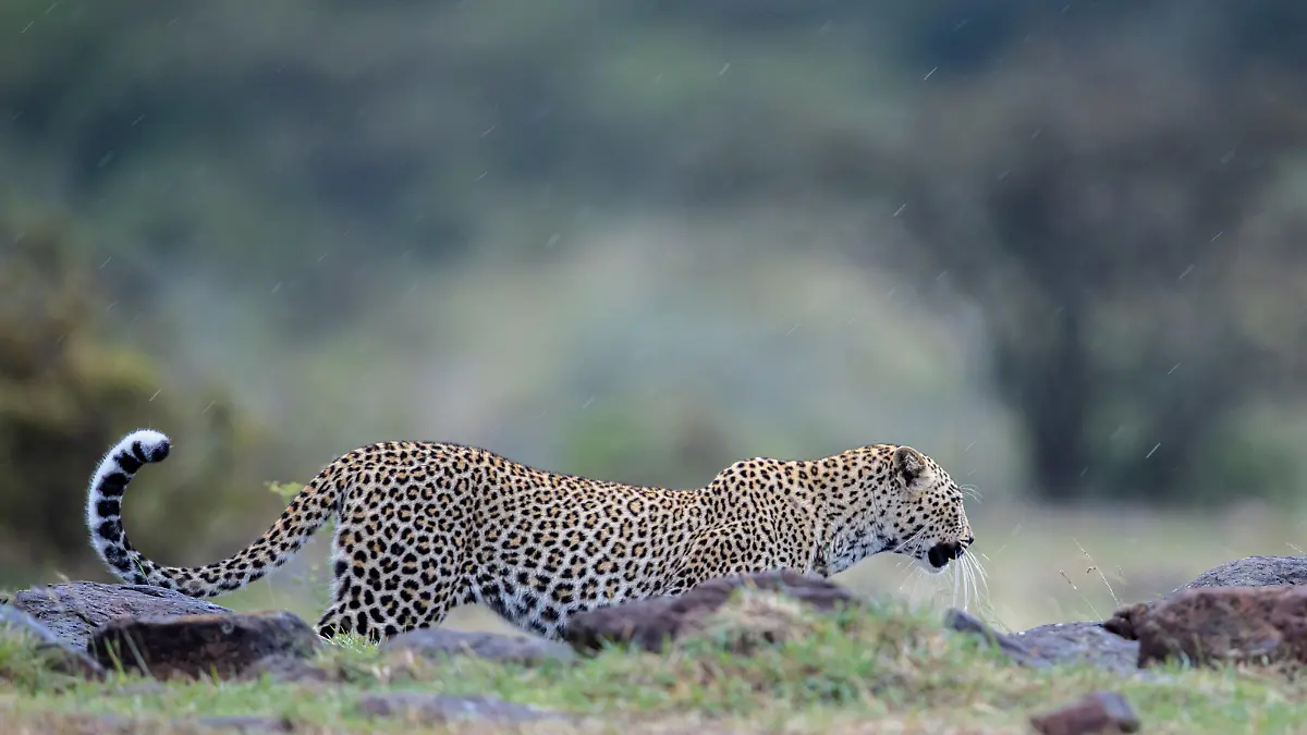 SONDERKONDITIONEN: Satzpreis!
See SWNS story SWNAvulture. A wildlife guide has spotted a leopard with a catch he believes may not have been documented before - a huge lappet-faced vulture. The big cat is seen firstly trying to store its lunch in a tree - away from baying jackals - then cumbersomely waddling across the Kenyan plain to enjoy its meal. Award-winning photographer Paul Goldstein explains: "I spoke to a dozen guides across Africa with 100,000+ game drives and none had seen or even heard of it. Scour the internet and its the same." Paul says the young female leopard Faulu ('success' in Swahili) was clearly struggling with the huge bird in Kenya's Olare Conservancy. / action press