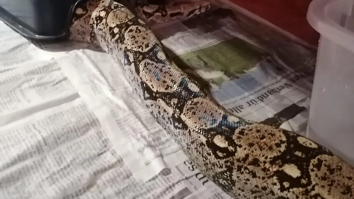 Boa Constrictor