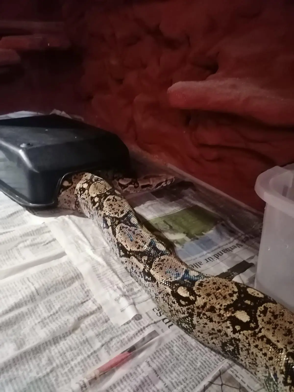 Boa Constrictor