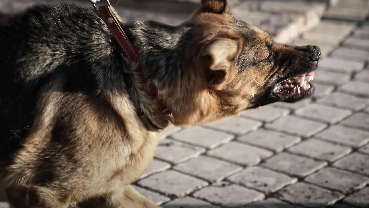 "Furious dog shows teeth, looks like spooky gargoyle."