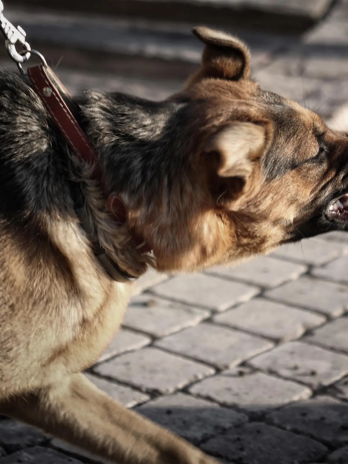 "Furious dog shows teeth, looks like spooky gargoyle."