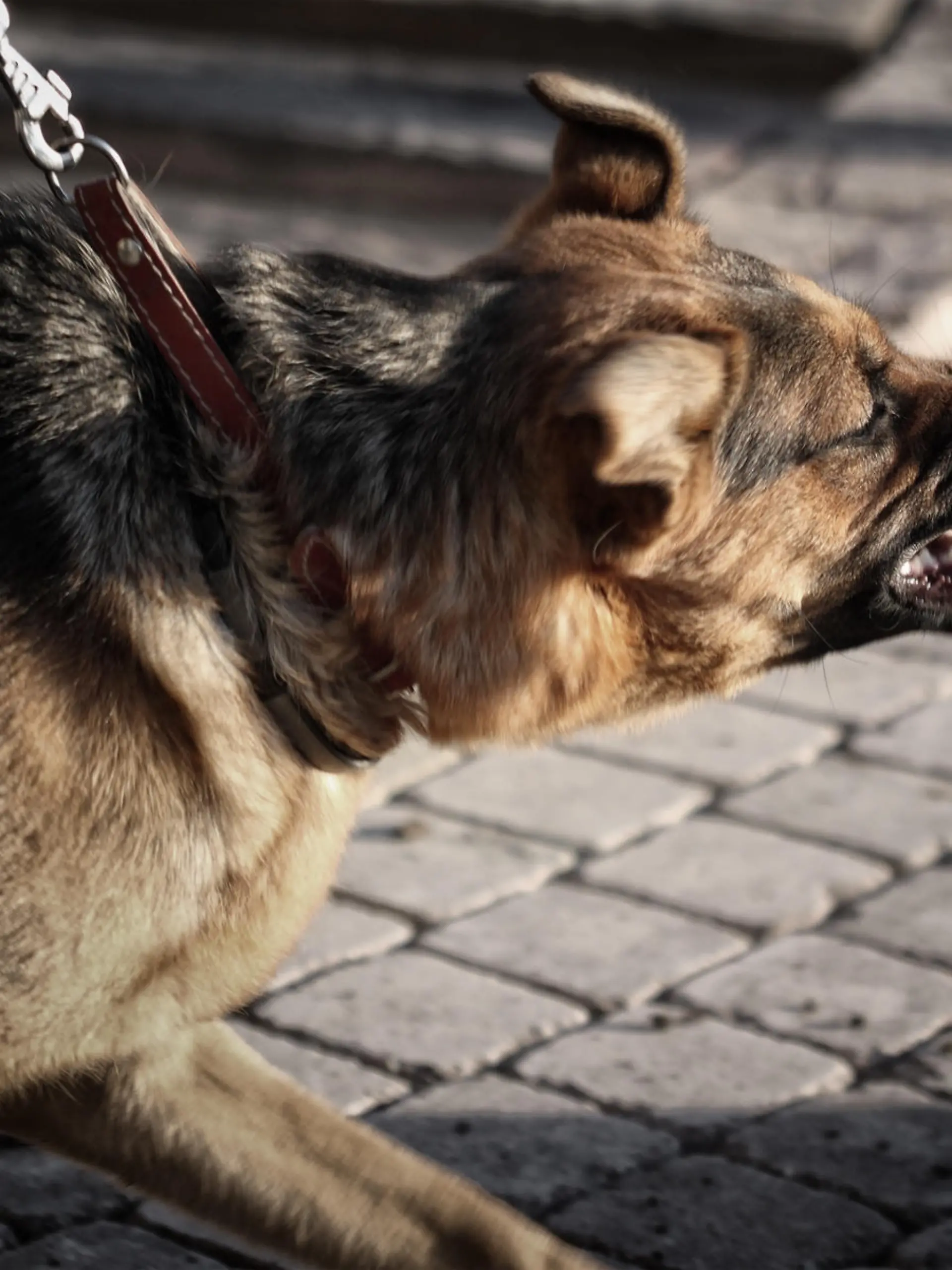 "Furious dog shows teeth, looks like spooky gargoyle."