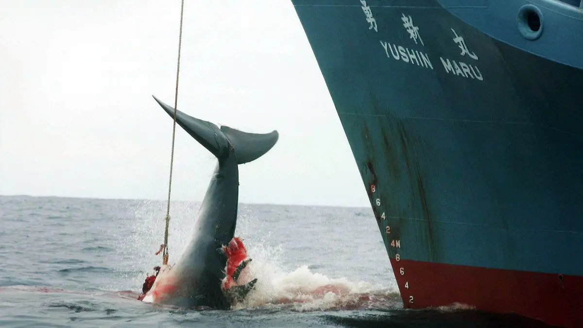 ARCHIV - HANDOUT - 07.01.2006, genauer Ort unbekannt: Ein harpunierter Wal wird an Bord des japanischen Walfangschiffes «Yushin Maru» gezogen, das im Atlantischen Ozean kreuzt. (Zu dpa "IWC-Tagung in Brasilien: Japaner wollen Walfangverbot kippen") Foto: Jeremy Sutton-Hibbert/GREENPEACE/EPA/dpa - ACHTUNG: Nur zur redaktionellen Verwendung und nur mit vollständiger Nennung des vorstehenden Credits +++ dpa-Bildfunk +++