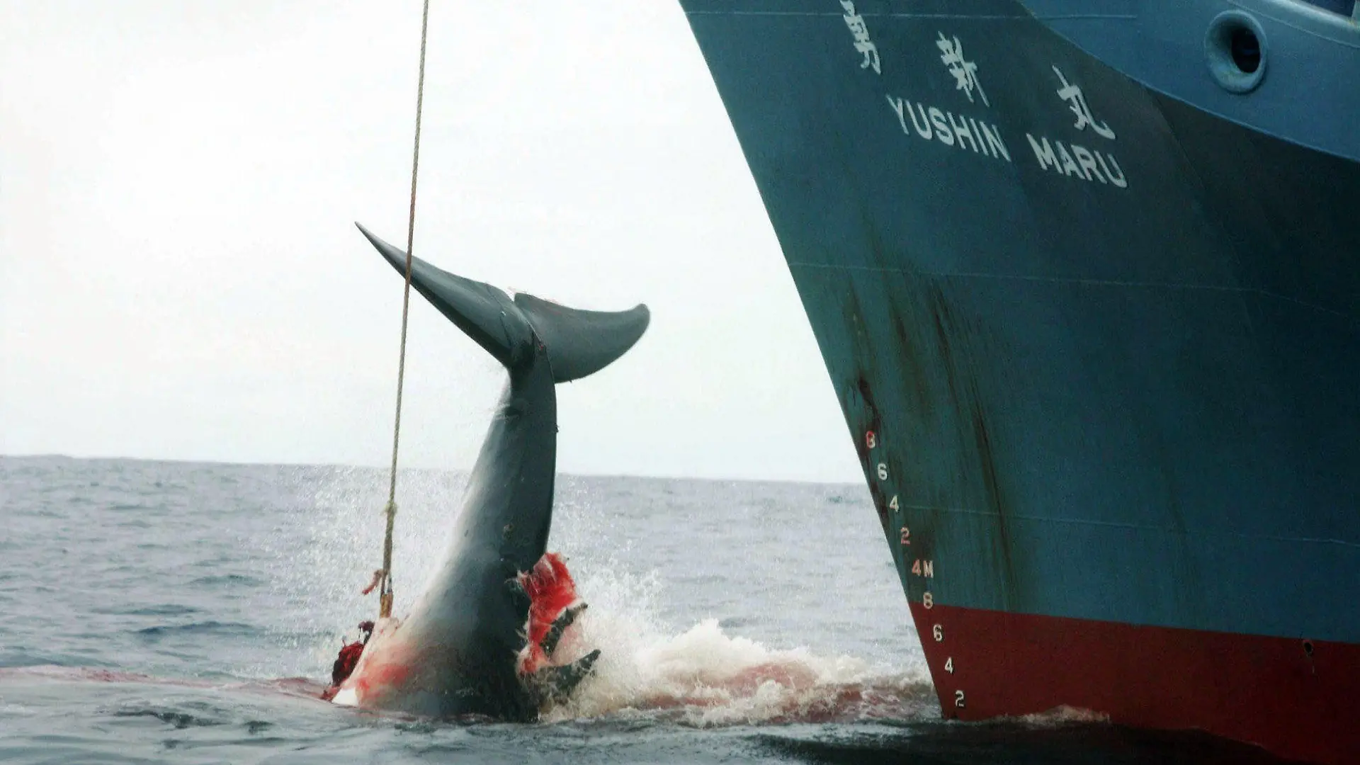 ARCHIV - HANDOUT - 07.01.2006, genauer Ort unbekannt: Ein harpunierter Wal wird an Bord des japanischen Walfangschiffes «Yushin Maru» gezogen, das im Atlantischen Ozean kreuzt. (Zu dpa "IWC-Tagung in Brasilien: Japaner wollen Walfangverbot kippen") Foto: Jeremy Sutton-Hibbert/GREENPEACE/EPA/dpa - ACHTUNG: Nur zur redaktionellen Verwendung und nur mit vollständiger Nennung des vorstehenden Credits +++ dpa-Bildfunk +++