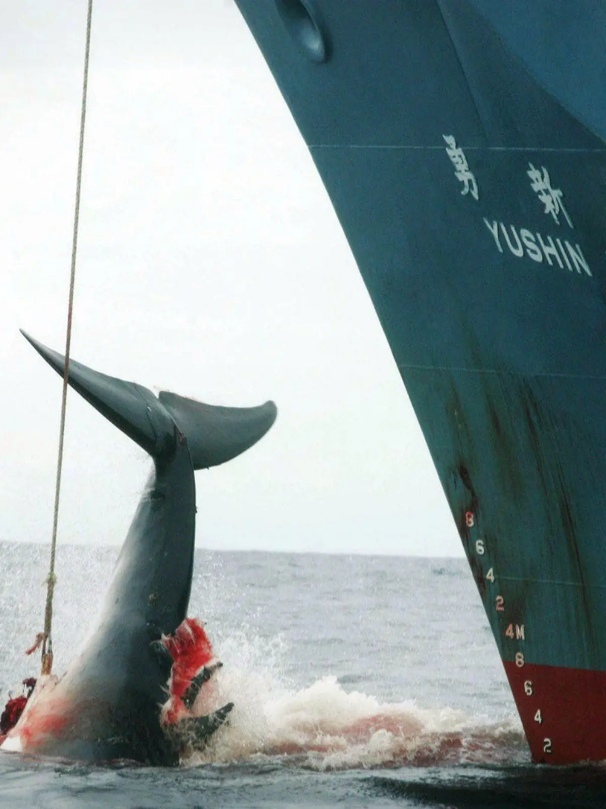 ARCHIV - HANDOUT - 07.01.2006, genauer Ort unbekannt: Ein harpunierter Wal wird an Bord des japanischen Walfangschiffes «Yushin Maru» gezogen, das im Atlantischen Ozean kreuzt. (Zu dpa "IWC-Tagung in Brasilien: Japaner wollen Walfangverbot kippen") Foto: Jeremy Sutton-Hibbert/GREENPEACE/EPA/dpa - ACHTUNG: Nur zur redaktionellen Verwendung und nur mit vollständiger Nennung des vorstehenden Credits +++ dpa-Bildfunk +++