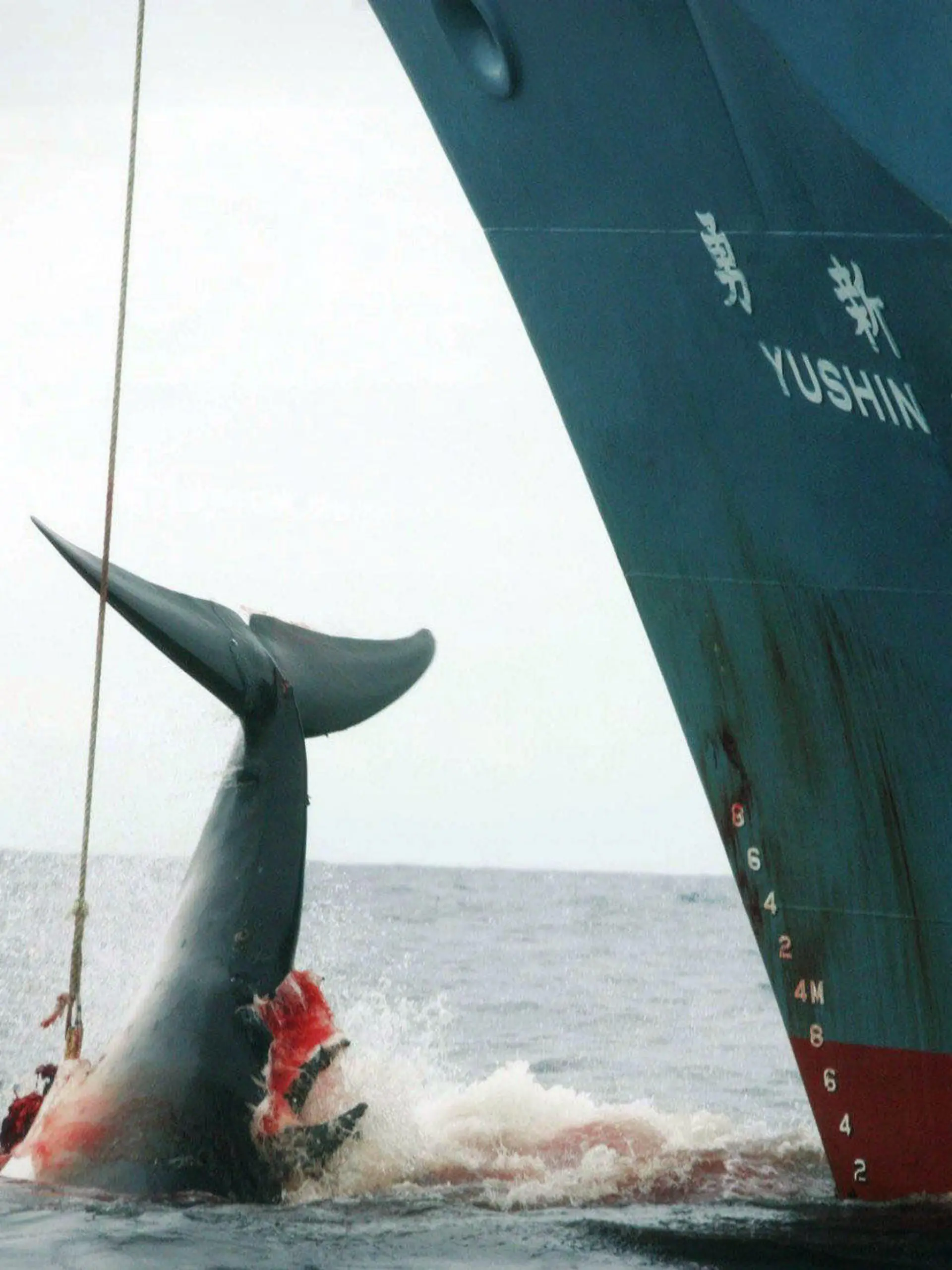 ARCHIV - HANDOUT - 07.01.2006, genauer Ort unbekannt: Ein harpunierter Wal wird an Bord des japanischen Walfangschiffes «Yushin Maru» gezogen, das im Atlantischen Ozean kreuzt. (Zu dpa "IWC-Tagung in Brasilien: Japaner wollen Walfangverbot kippen") Foto: Jeremy Sutton-Hibbert/GREENPEACE/EPA/dpa - ACHTUNG: Nur zur redaktionellen Verwendung und nur mit vollständiger Nennung des vorstehenden Credits +++ dpa-Bildfunk +++