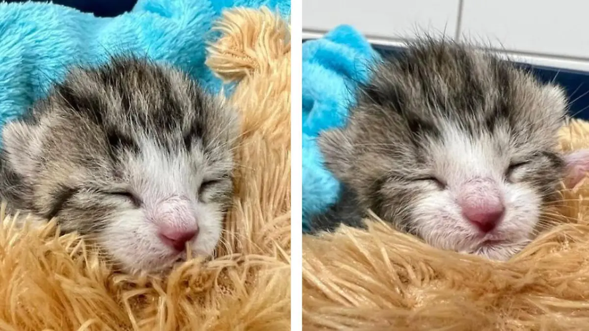 Erholung von der Rettung in letzter Sekunde: Katzenbaby Fridolin tauscht das Müllauto gegen einen gemütlichen Platz im Tierheim.