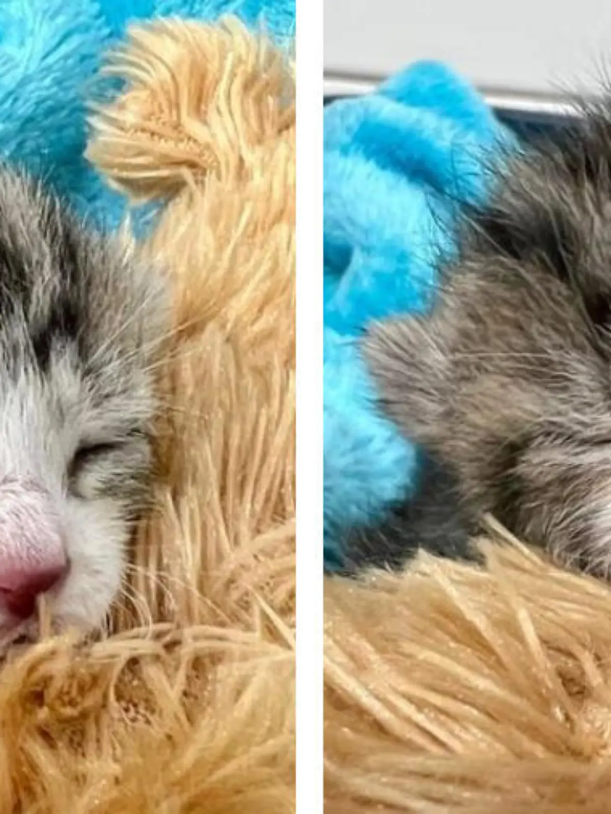 Erholung von der Rettung in letzter Sekunde: Katzenbaby Fridolin tauscht das Müllauto gegen einen gemütlichen Platz im Tierheim.