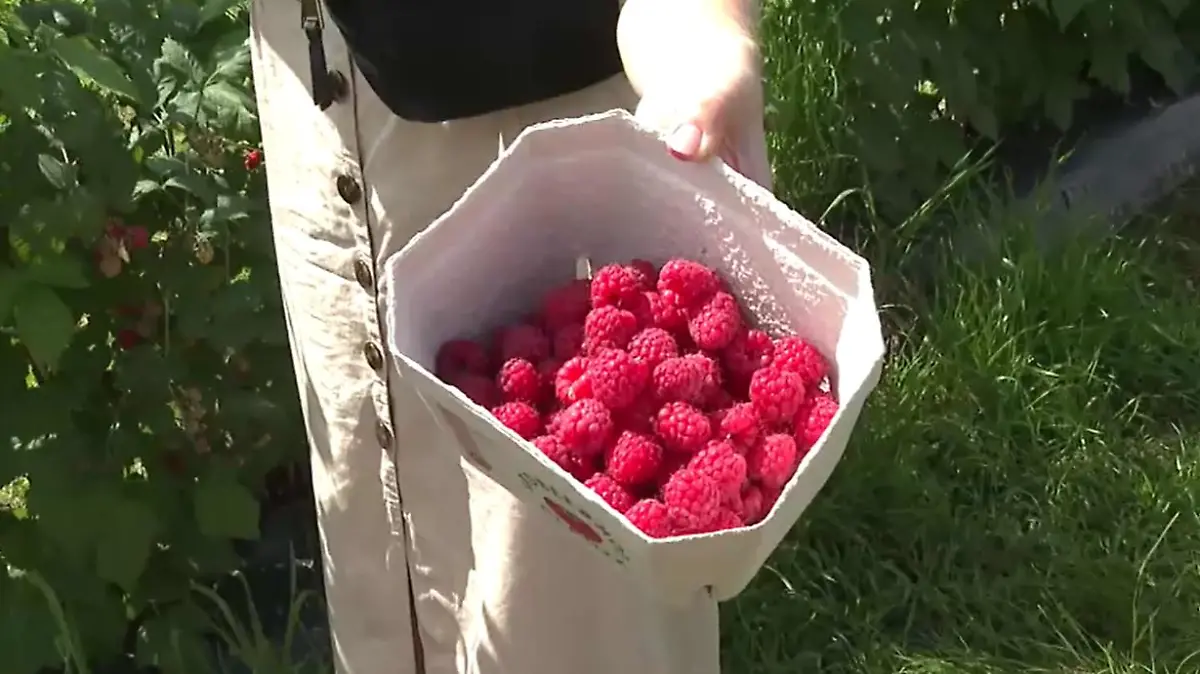 Frisch vom Feld gibt es die Himbeeren auf dem Erdbeerhof Glantz in Delingsdorf.