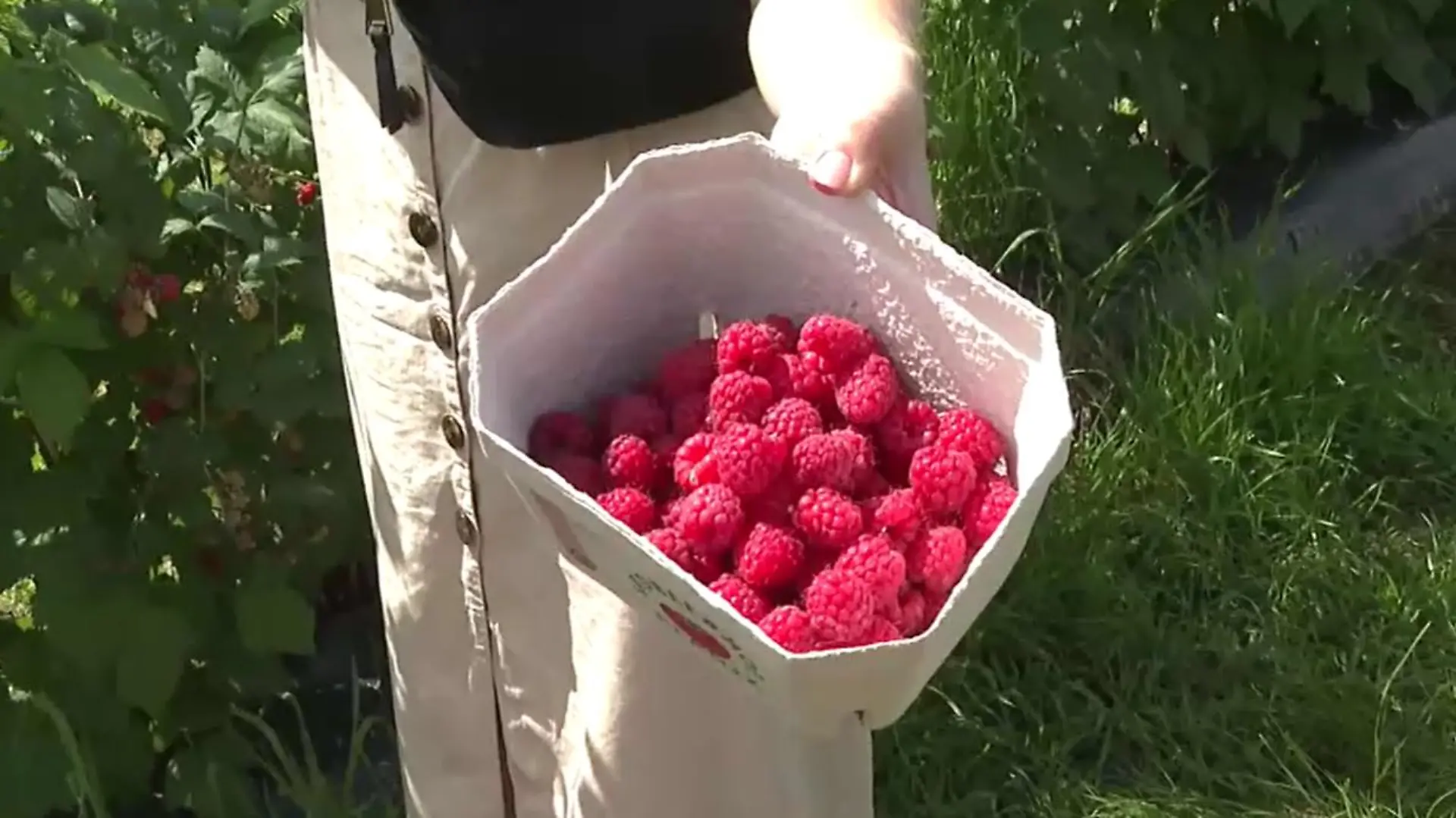 Frisch vom Feld gibt es die Himbeeren auf dem Erdbeerhof Glantz in Delingsdorf.