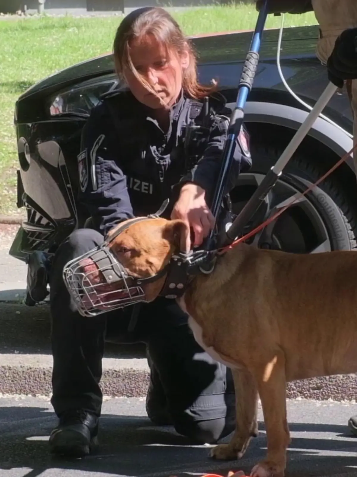 In Hamburg wurde ein Kleinkind von einem Hund angegriffen und fast zu Tode gebissen.