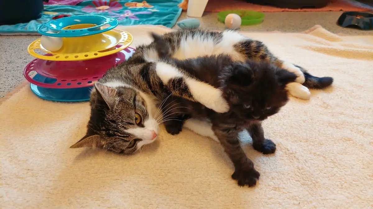 Das Kitten wurde in einer Plastiktüte entsorgt.