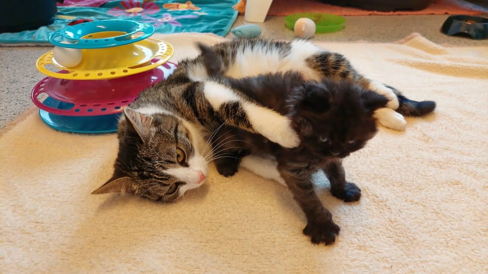 Das Kitten wurde in einer Plastiktüte entsorgt.