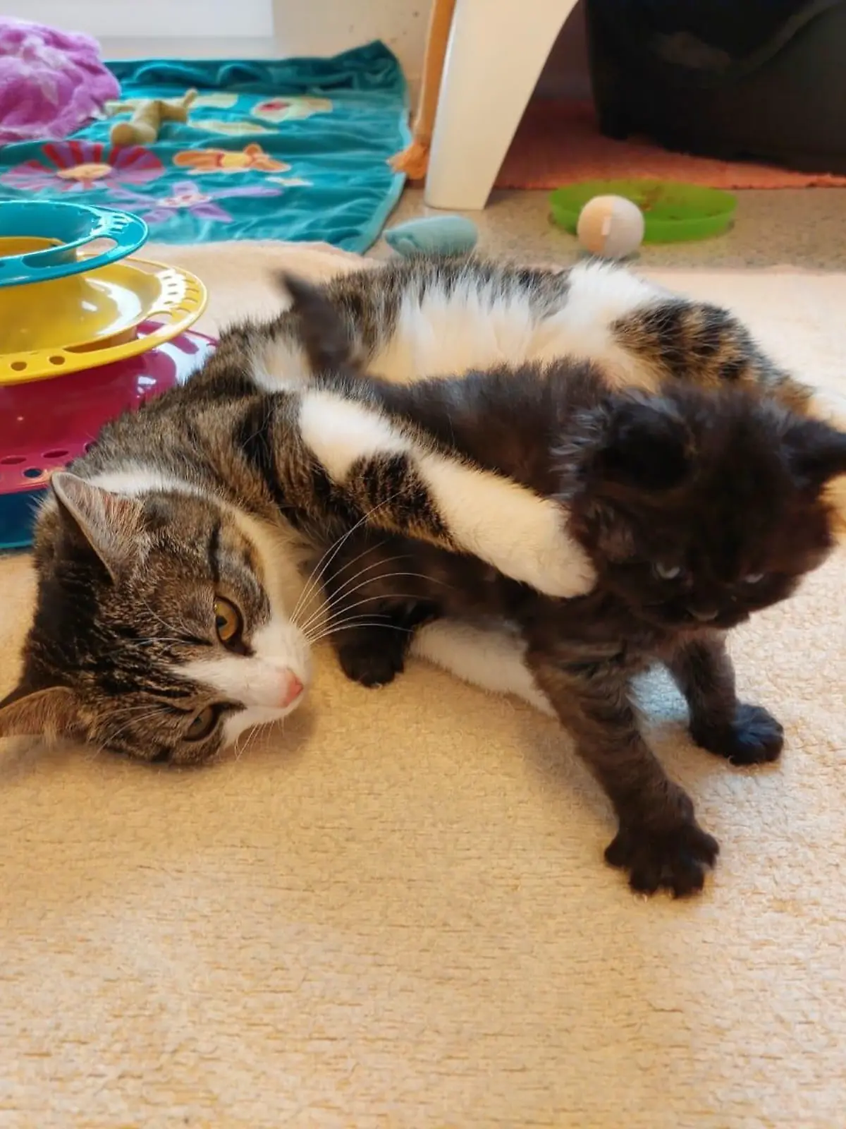 Das Kitten wurde in einer Plastiktüte entsorgt.