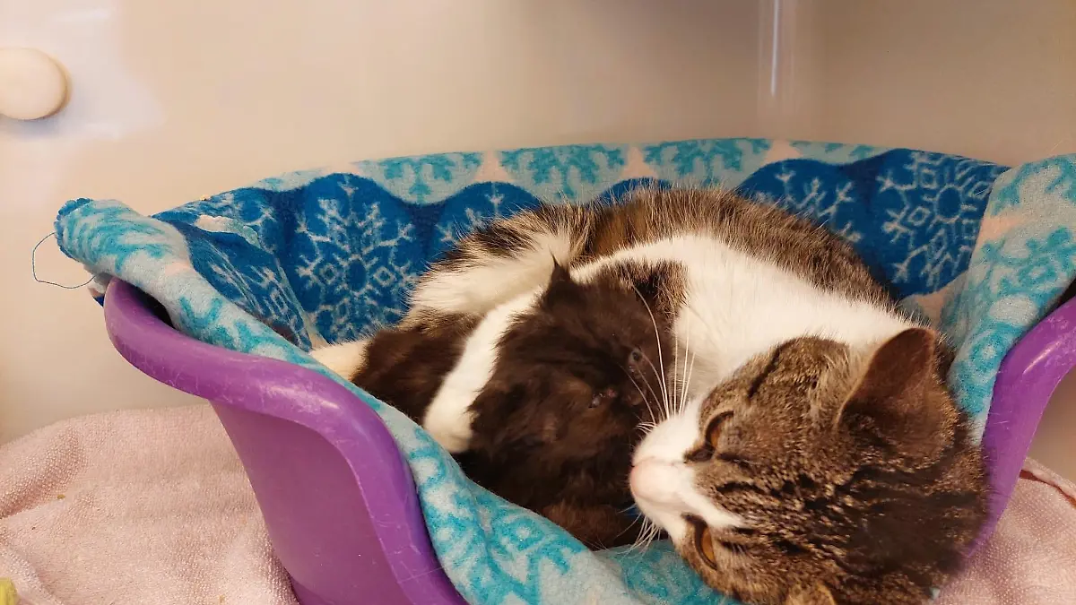 Bei der Kätzin lernt das Kitten Sozialverhalten.