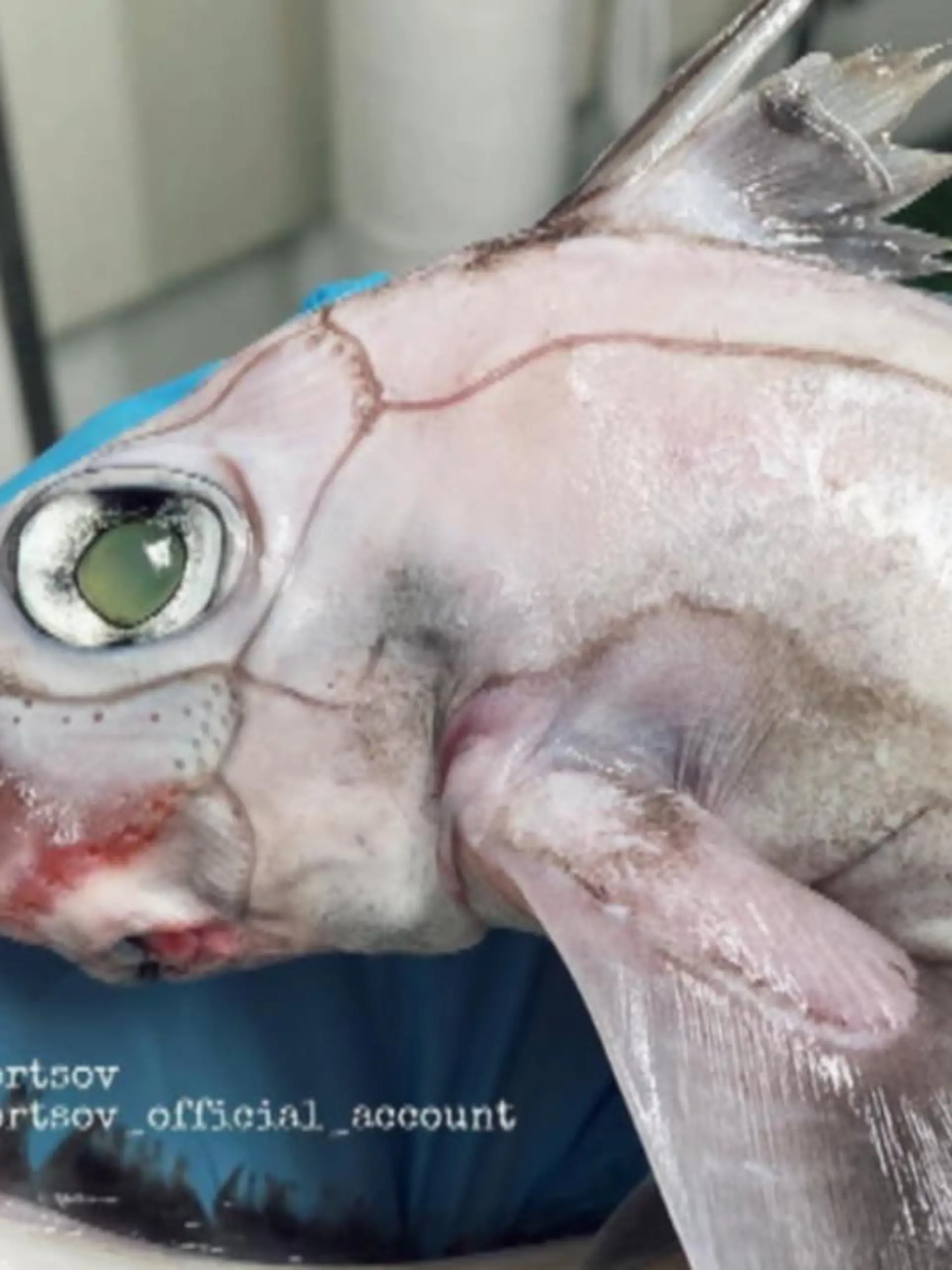 Man könnte meinen, Tiefsee-Angler Roman Fedortsov zeige seinen Instagram-Followern Requisiten eines animierten Films. Doch tatsächlich leben die Kreaturen, die er auf der Social-Media-Plattform präsentiert, auf unserem Planeten.
