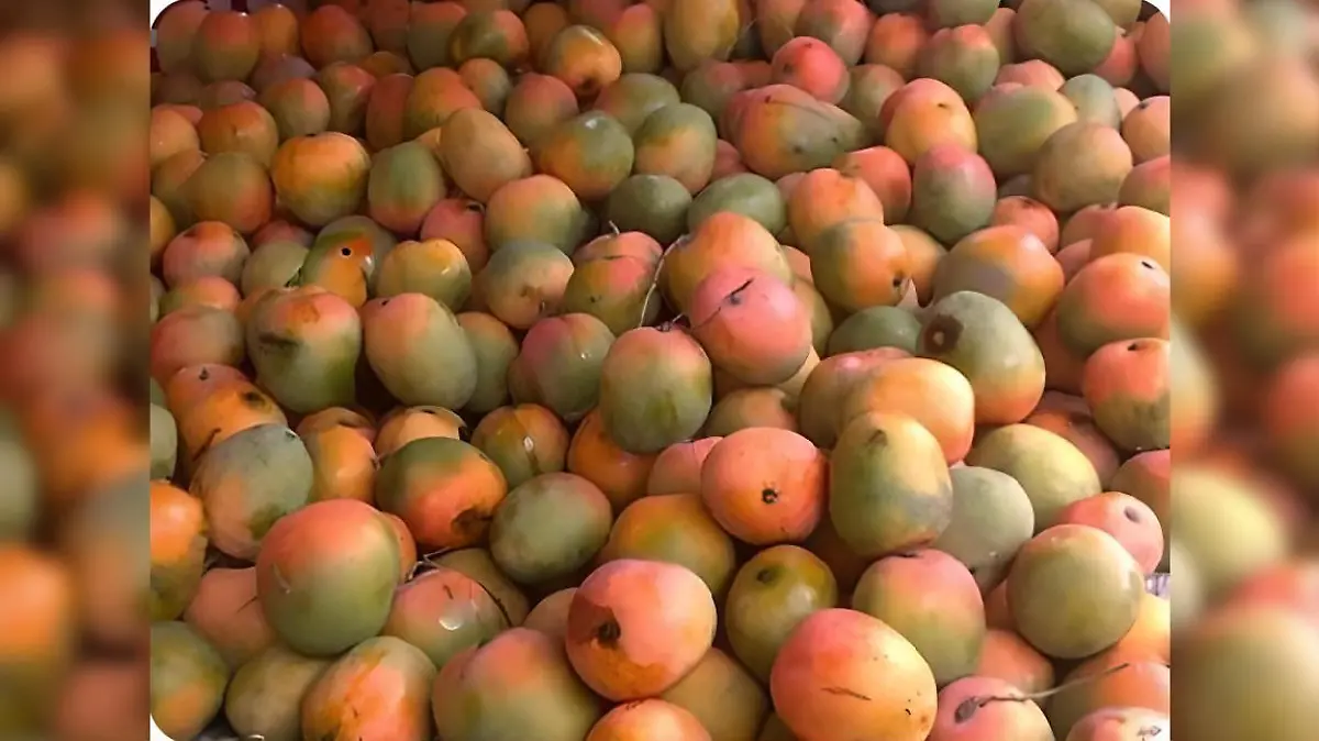 Suchbild Papagei versteckt sich zwischen Mangos