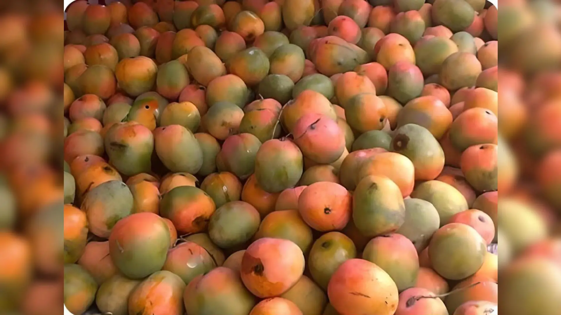 Suchbild Papagei versteckt sich zwischen Mangos