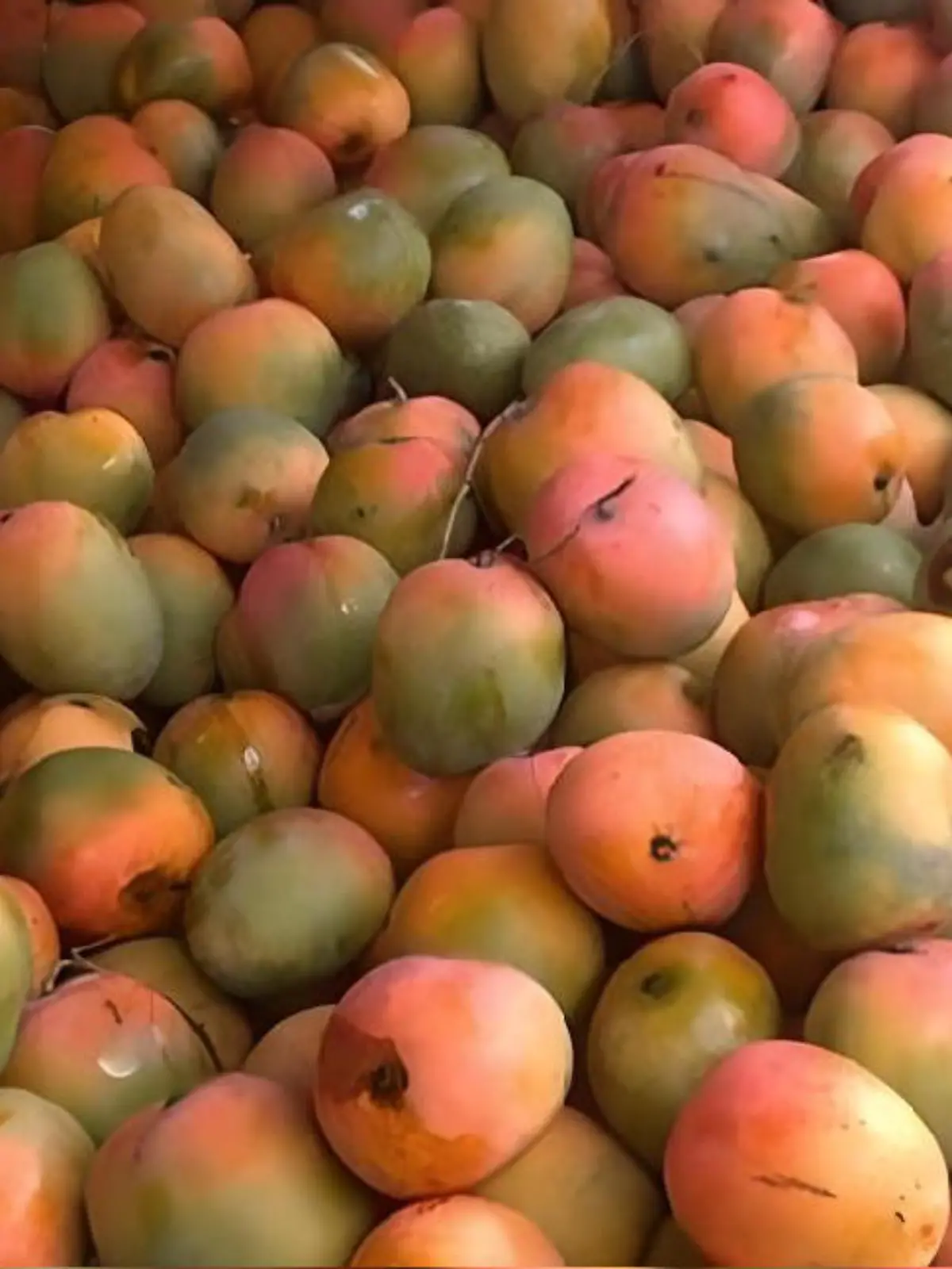 Suchbild Papagei versteckt sich zwischen Mangos