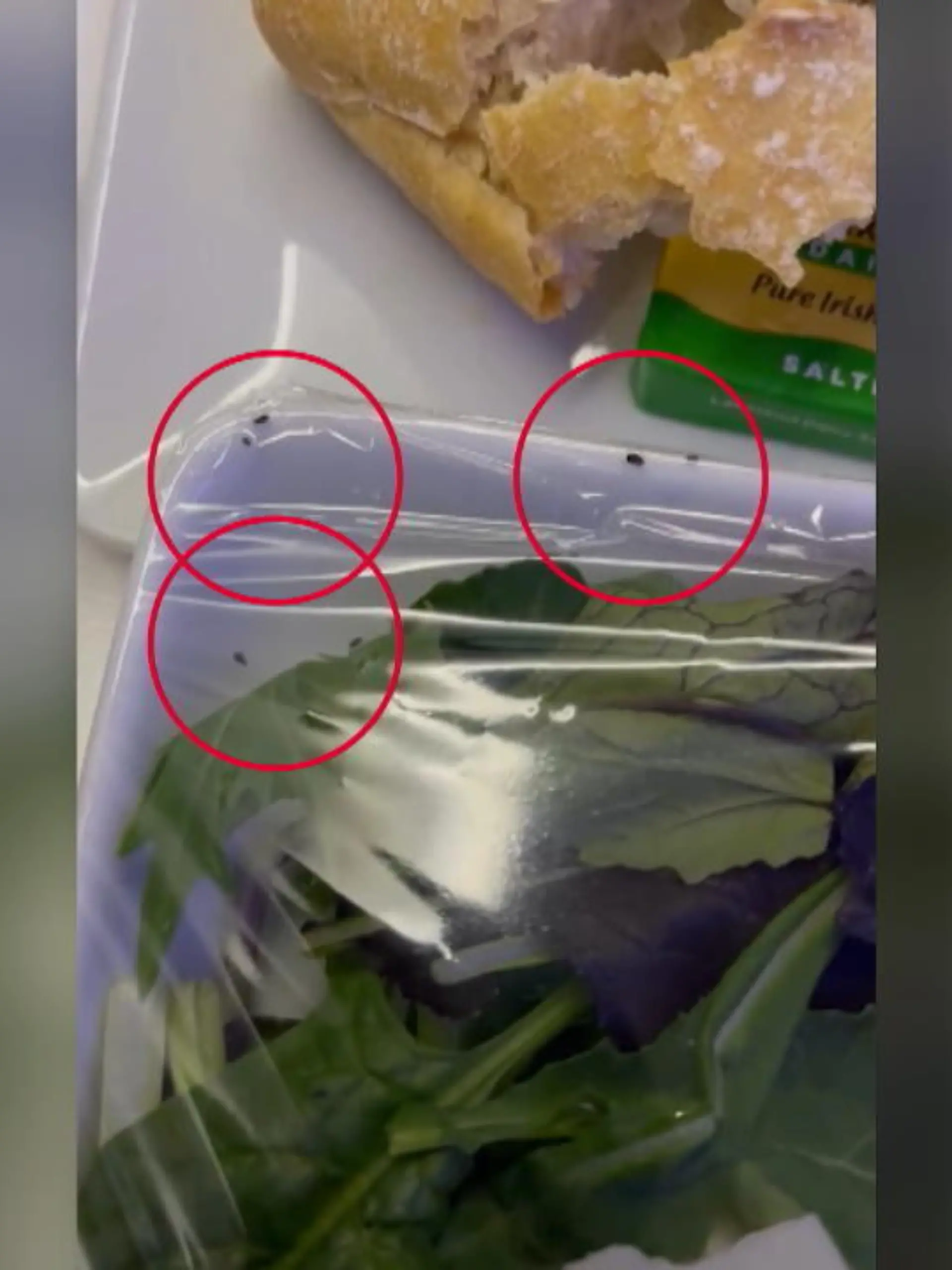 Business Class und dann das: Bei Social-Media hat ein Gast dieses Video hochgeladen und ist entsetzt. Offenbar haben sich kleine Krabbeltierchen in den Salat der Passagiere von American Airlines geschlichen.
