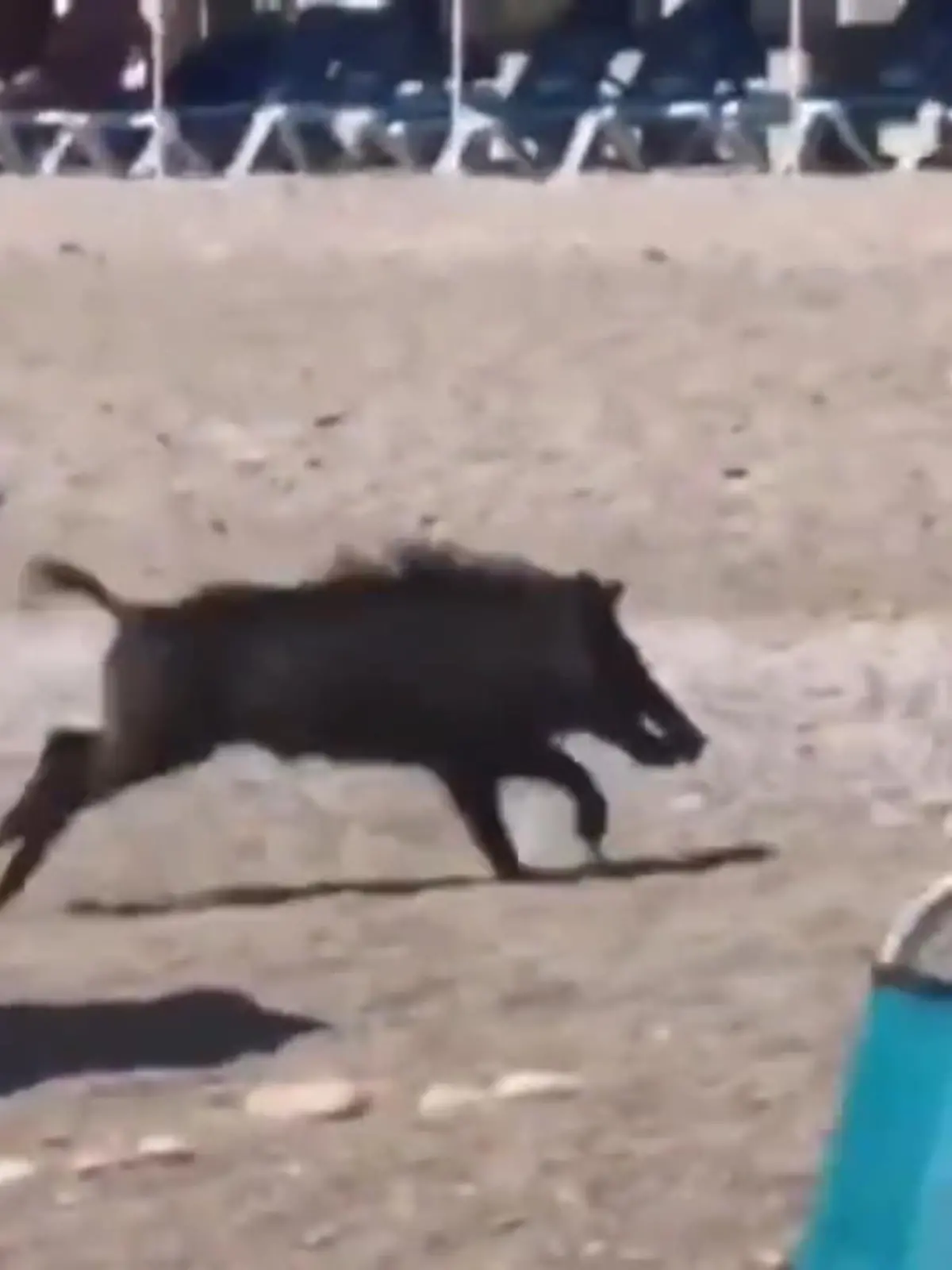 Nach einem Bad im Meer war dieses Wildschwein mit der Menschenmasse am Strand von Alicante wohl überfordert. Bevor das flinke Schweinchen die Flucht ergreift, beißt es eine 67-jährige Frau.