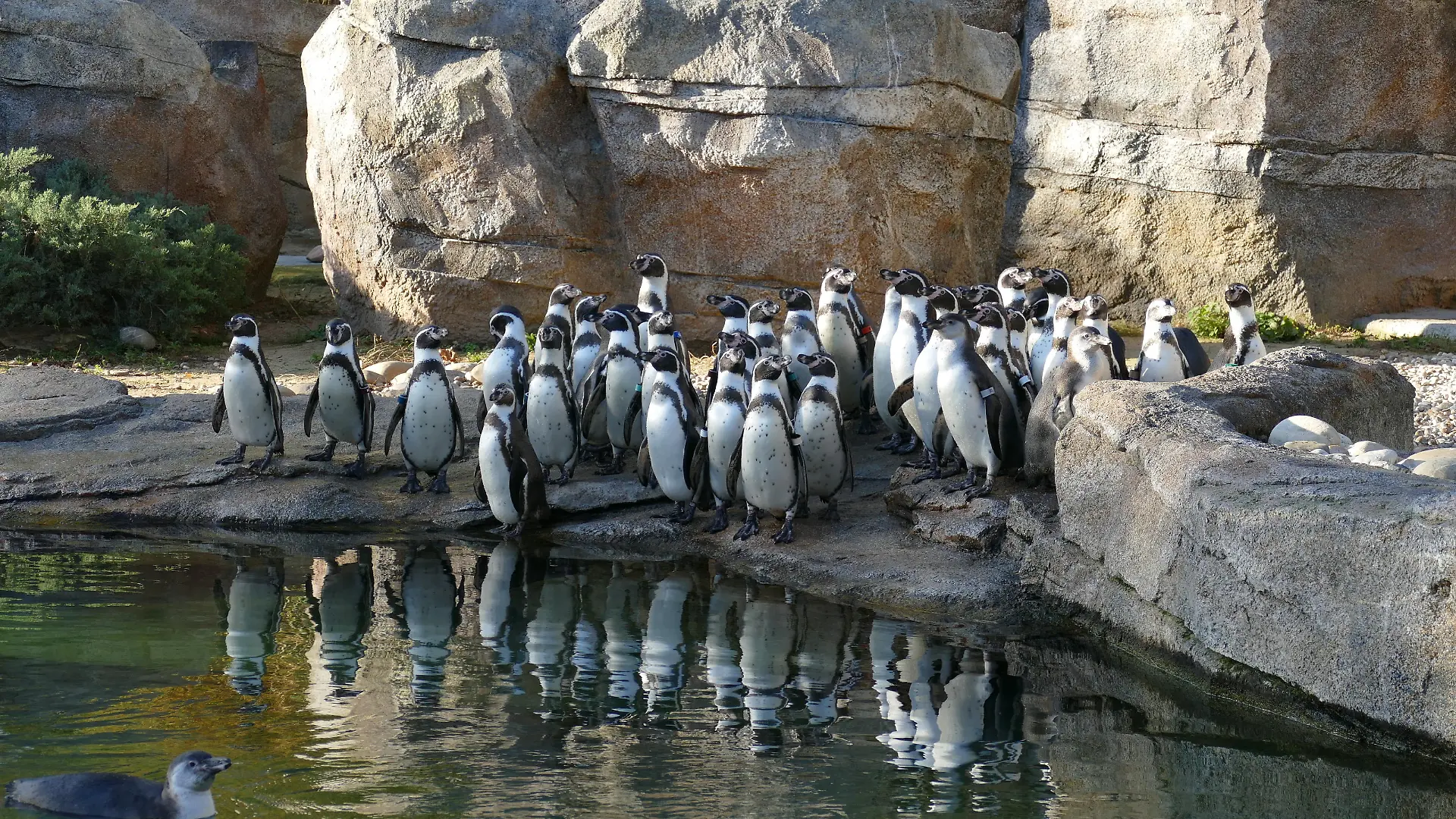 Ein Gruppenbild der Frankfurter Pinguine. Der Frankfurter Zoo versicherte uns, das Tweety bestimmt zu sehen sei.