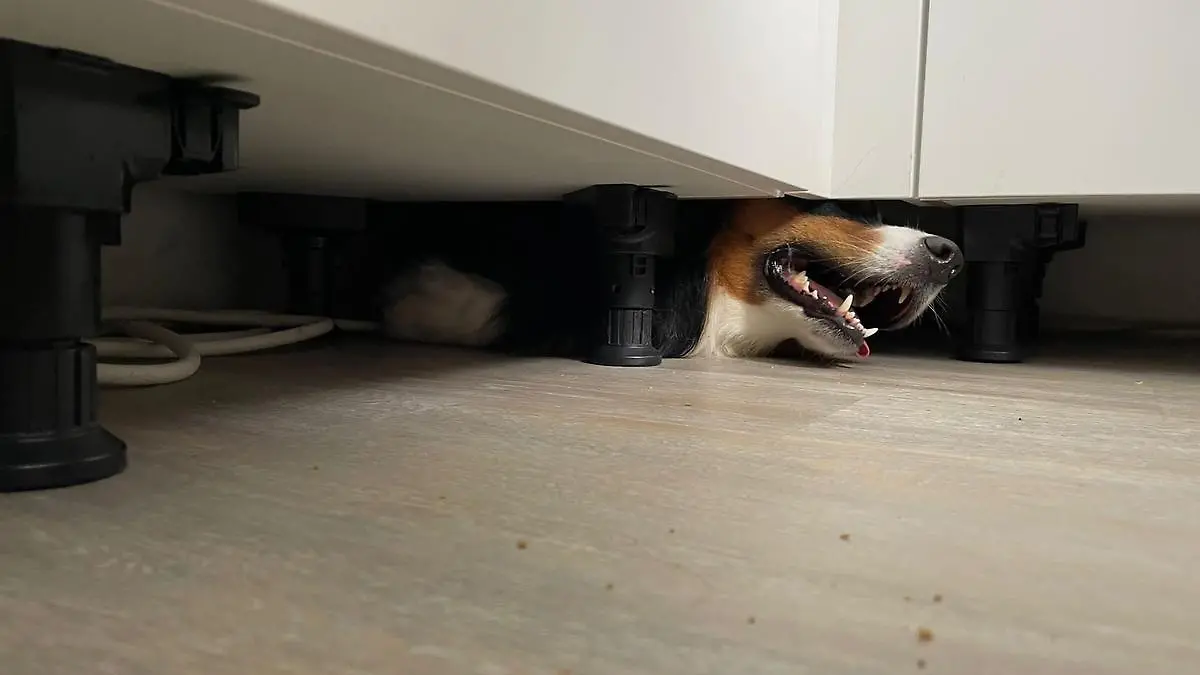 Hund unter Küche 1
