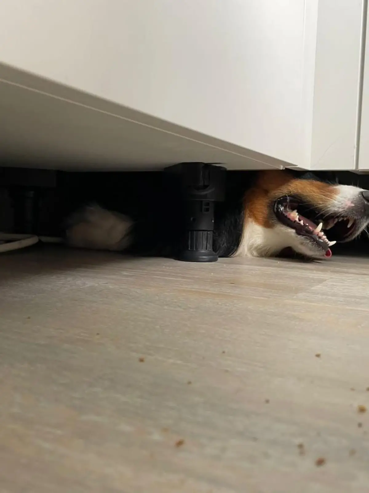 Hund unter Küche 1
