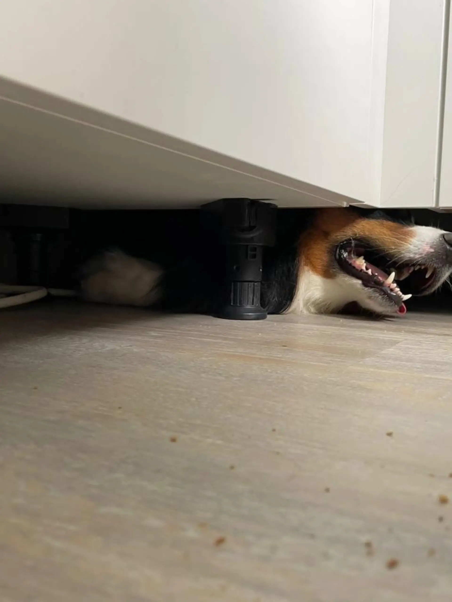 Hund unter Küche 1