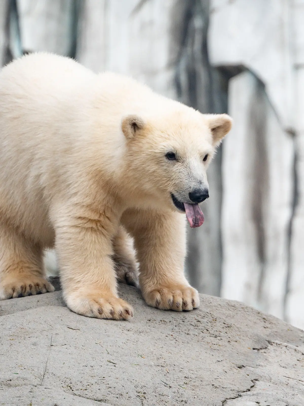 13.07.2023, Hamburg: Die kleine Eisbärin erkundet mit heraushängender Zunge das Außengehege. Bereits seit Dienstag tollt die kleine Eisbärin durch die Außenanlage in Hamburgs Tierpark Hagenbeck. Foto: Jonas Walzberg/dpa +++ dpa-Bildfunk +++