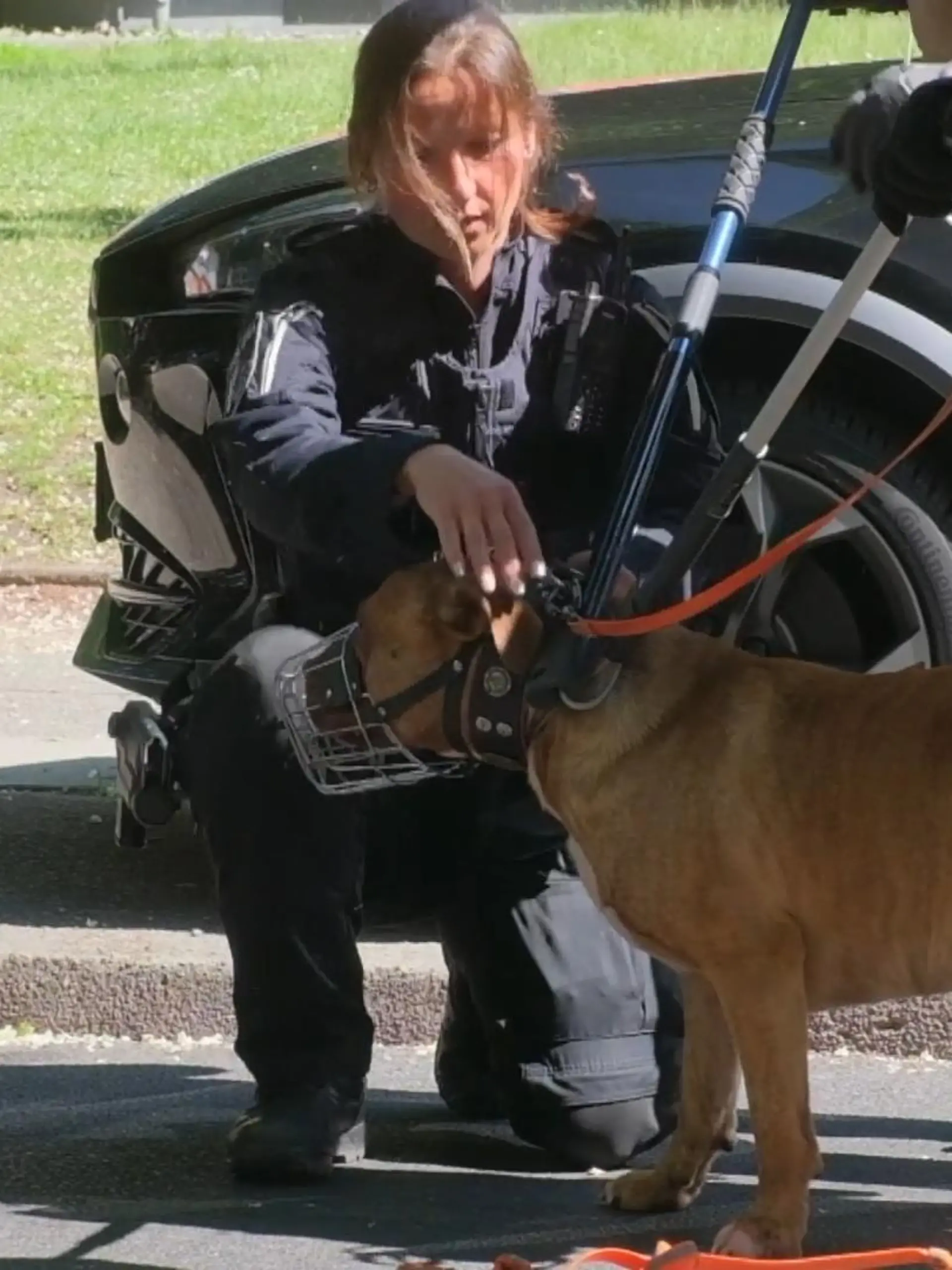 Ausgerechnet der eigene Familienhund hat in Hamburg ein zweijähriges Mädchen lebensgefährlich verletzt.