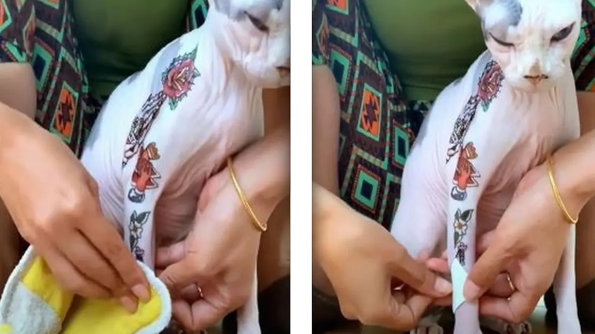 Einer Nacktkatze werden temporäre Tattoos aufgeklebt