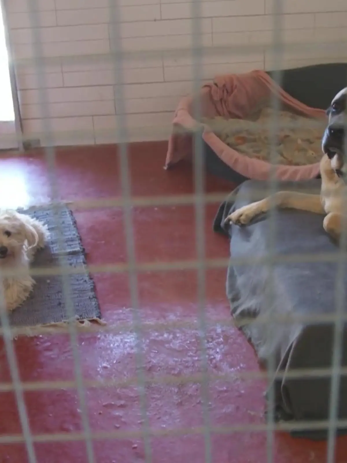 Hat er wirklich etwas gegen Hunde? Oder geht es ihm um etwas ganz anderes?

Marc Mügge betreibt eine Hundepension in Löhne (NRW). Seinem Nachbarn Frank Dreckmeier geht das tierisch gegen den Strich. Die beiden liegen im Clinch und machen sich gegenseitig das Leben schwer.