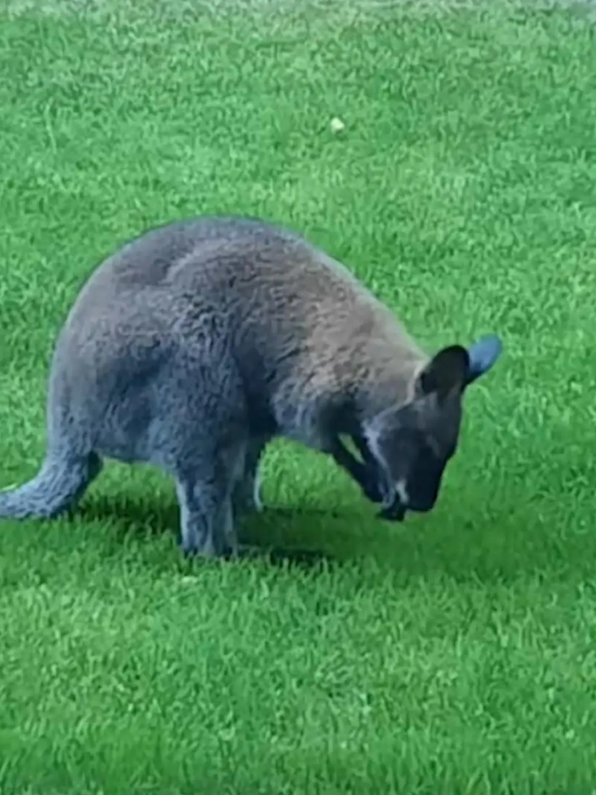 Ganz Heinsberg ist in Aufruhr und sucht das Känguru! Wo ist das Tier bloß hin? Mitten im Kreis Heinsberg, in Wegberg nahe der niederländischen Grenze, wird seit Tagen ein Känguru gesucht. Erstmals wurde der flinke Ausreißer am vergangenen Sonntag von einem Zeitungsboten gesichtet. „Im ersten Moment hat er es für einen großen Hund gehalten, aber als es weghüpfte, war die Sache klar“, so ein Polizeisprecher gegenüber RTL. Wie die Polizei ihre Känguru-Fahndung nun weiterverfolgt, können Sie sich im Video anschauen.