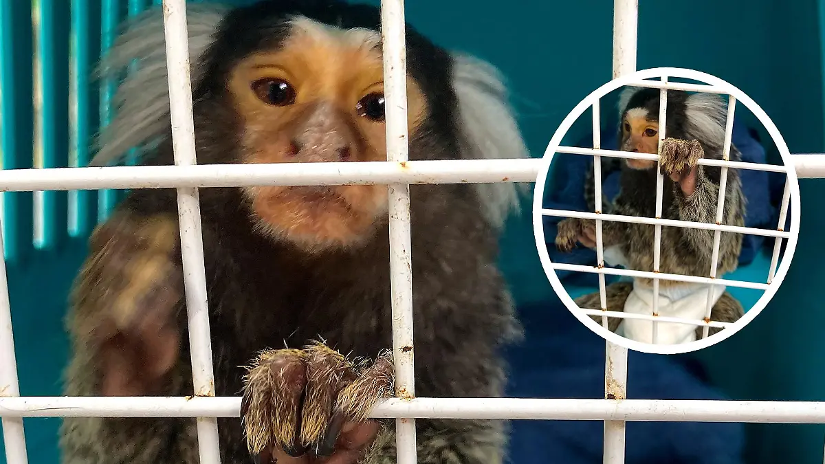 Veterinäramt rettet Affen aus Wohnung