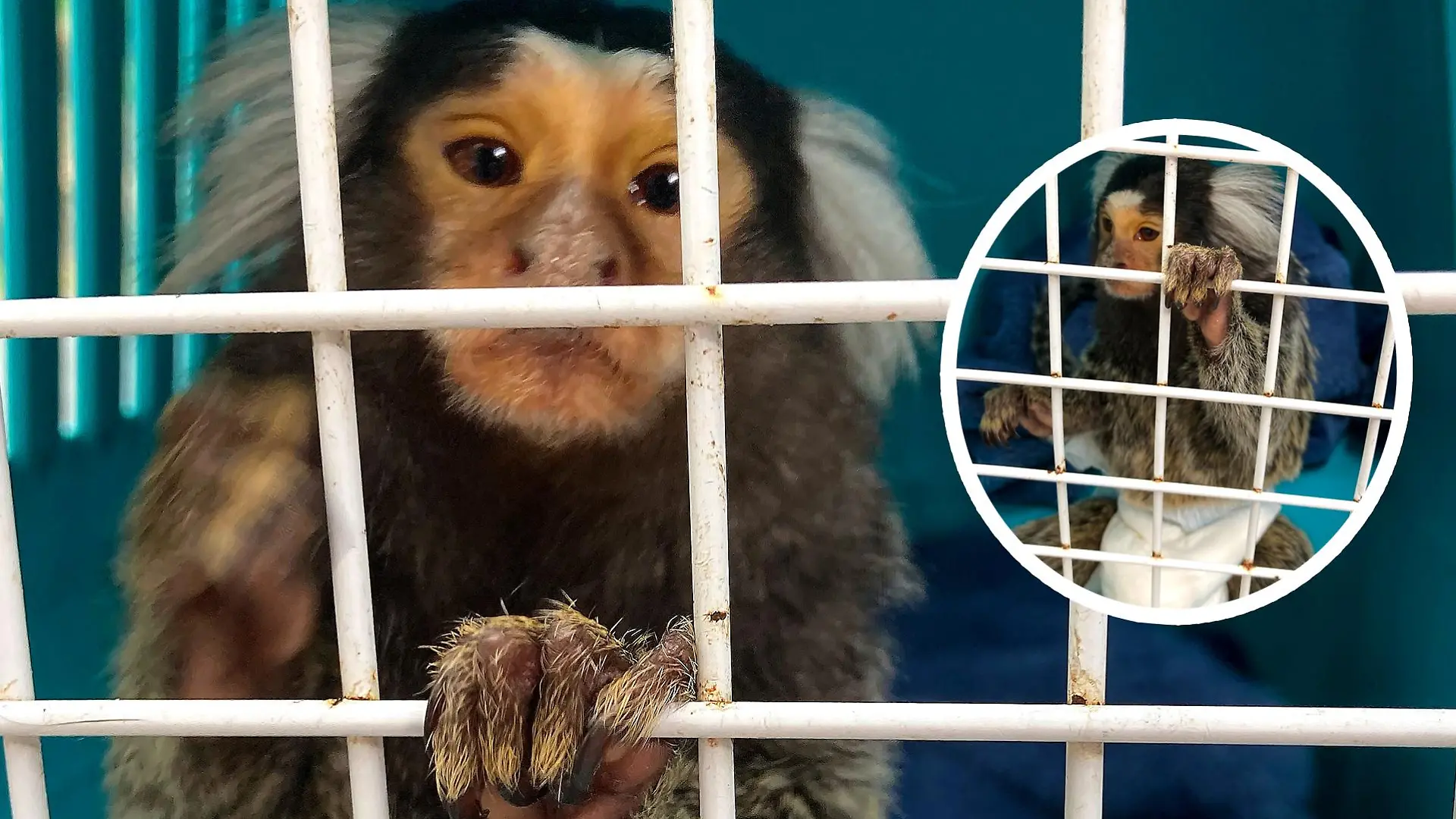 Veterinäramt rettet Affen aus Wohnung