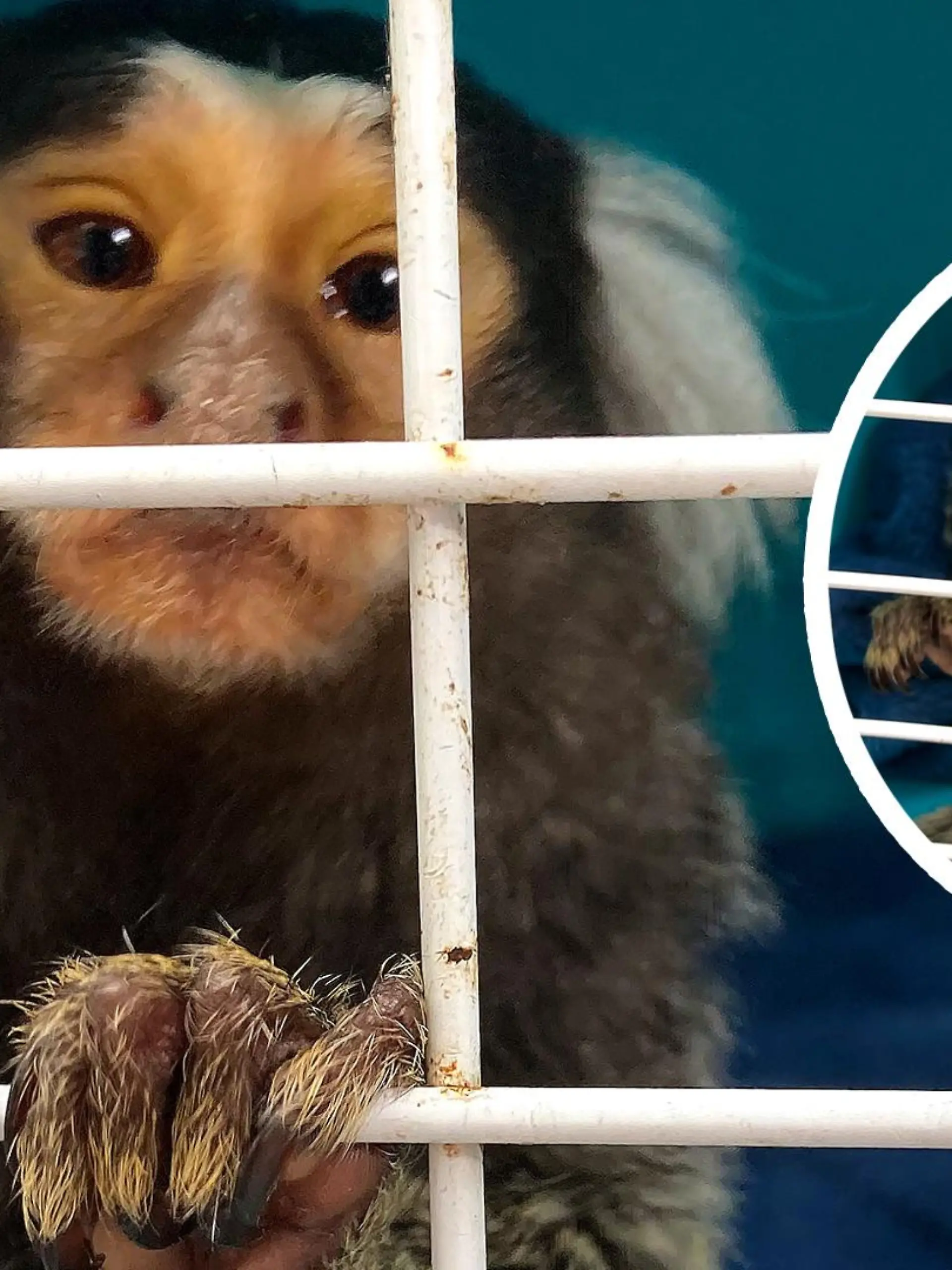 Veterinäramt rettet Affen aus Wohnung