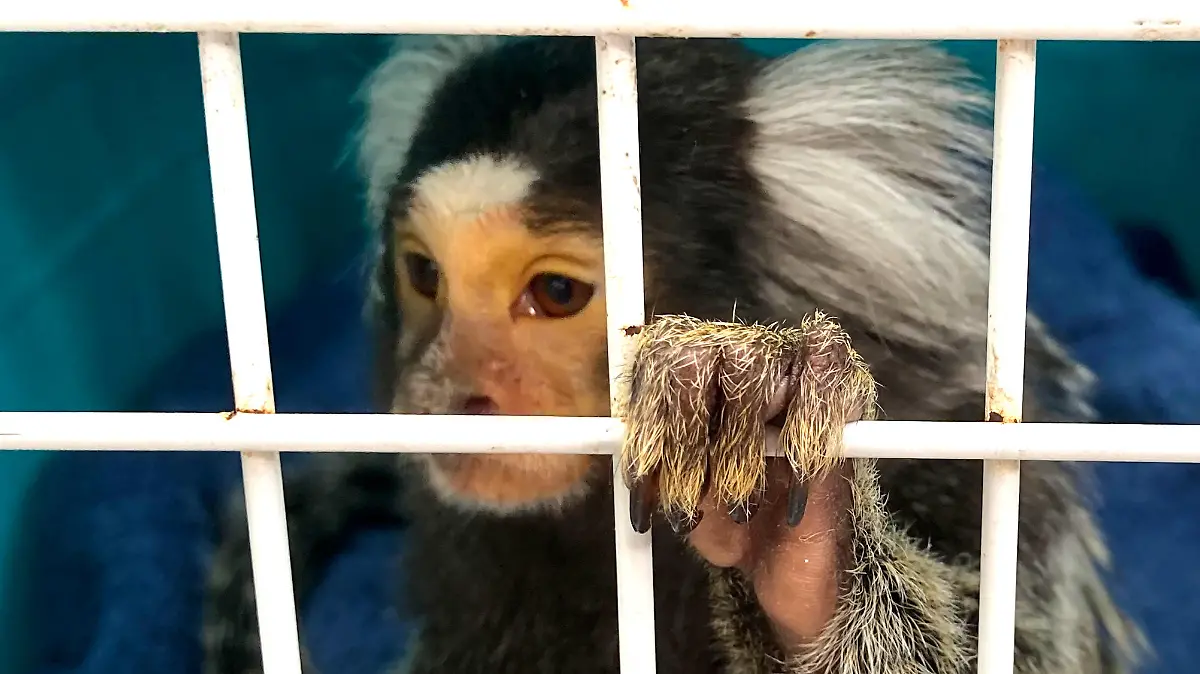 Veterinäramt stellt Affe in Kaufungen sicher