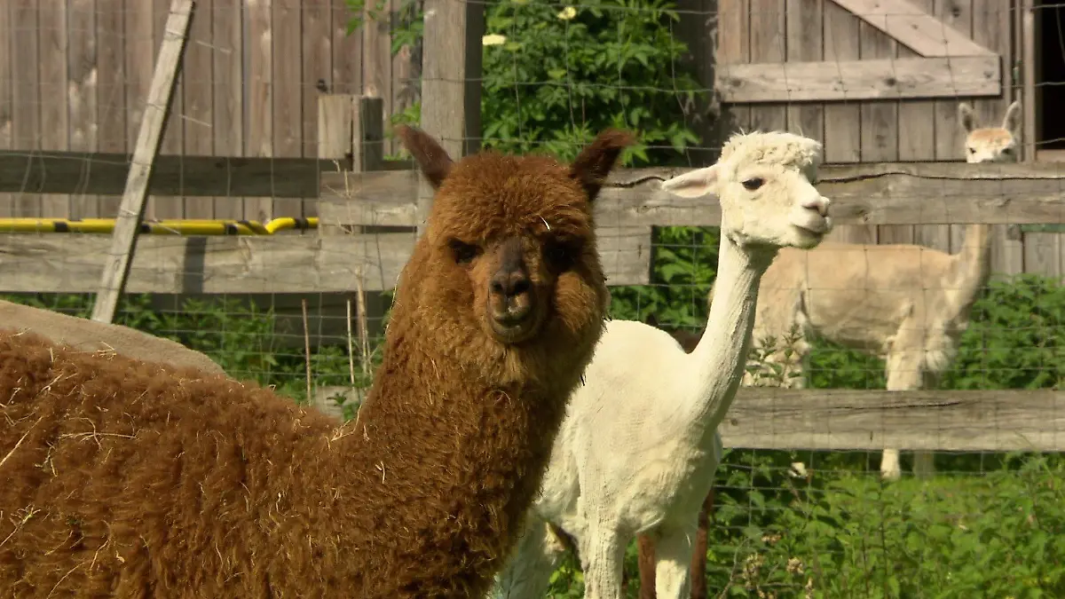 Die flauschigen Alpakas helfen den Menschen durch ihre Gelassenheit bei der Entspannung.