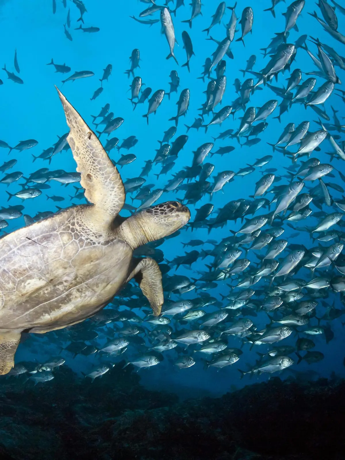 Suppenschildkröte (Chelonia mydas) in einem Schwarm Großaugen-Makrelen (Caranx sexfasciatus), Kokos-Insel, Costa Rica, Nordamerika Copyright: imageBROKER/ChristianxZappel iblcza04041548.jpgTurtle soup Chelonia mydas in a Swarm Large eyes Mackerel Caranx sexfasciatus Coconut Island Costa Rica North America Copyright image broker ChristianxZappel iblcza04041548 JPG
