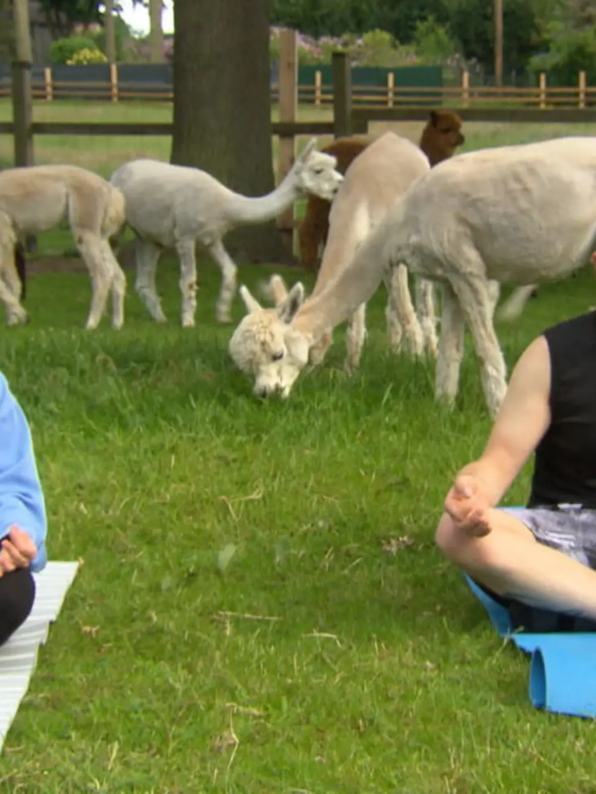 Alpakas sind nicht nur süß: 
Durch ihre beruhigende Wirkung auf Menschen sind sie auch eine perfekte Unterstützung beim Yoga.