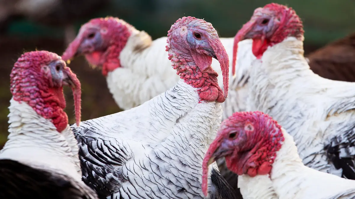 ARCHIV - 10.12.2018, Großbritannien, Camelon: Truthähne stehen in einer Gruppe zusammen. (Illustration zu dpa "Tausende Truthähne sollen in England wegen Vogelgrippe gekeult werden") Foto: Jane Barlow/PA Wire/dpa +++ dpa-Bildfunk +++