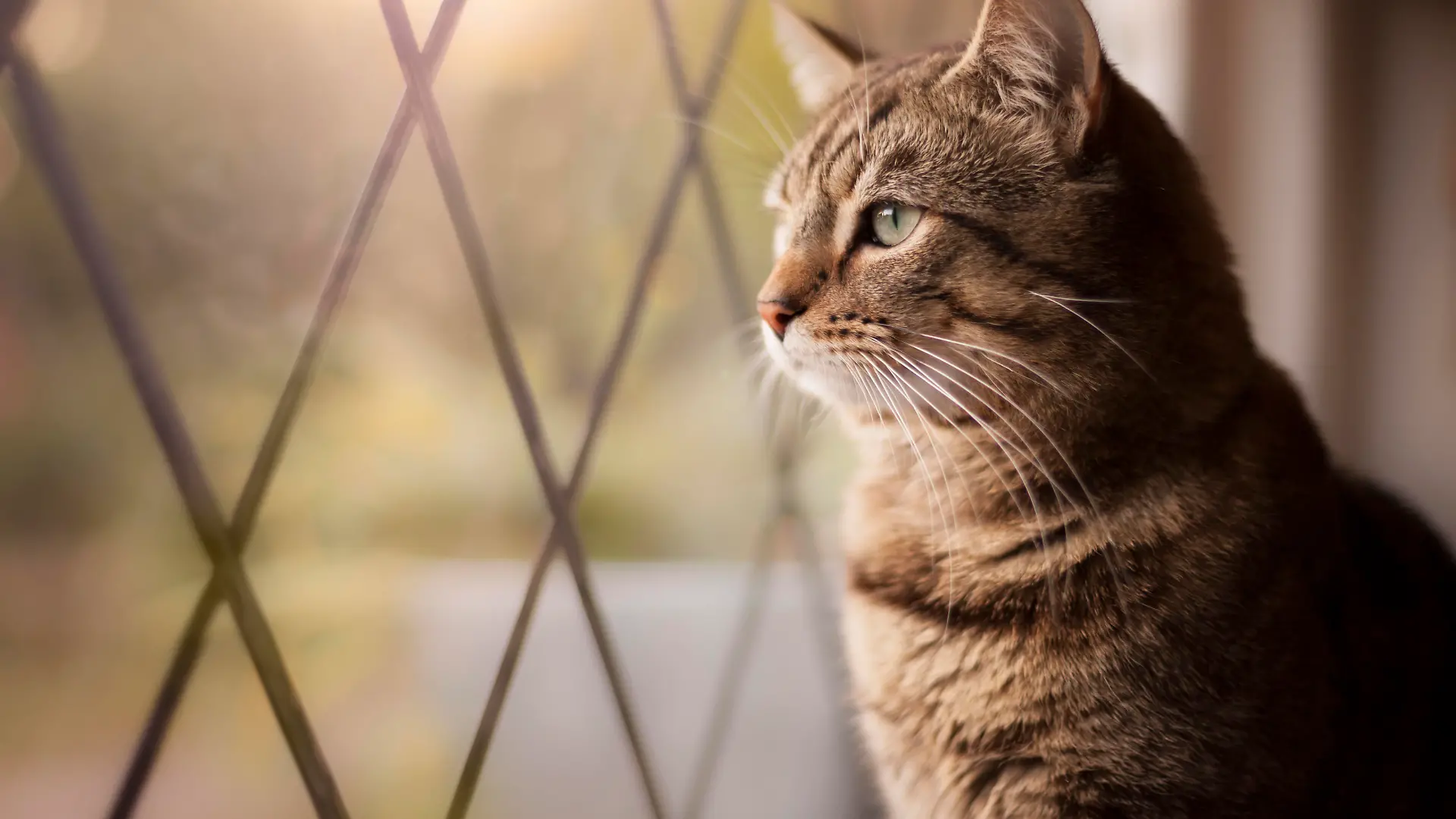 Handsome tabby cat sat by a window, with focus on eyes. 