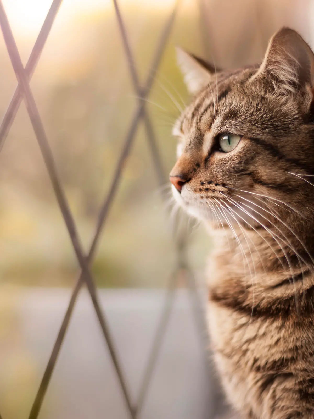 Handsome tabby cat sat by a window, with focus on eyes. 