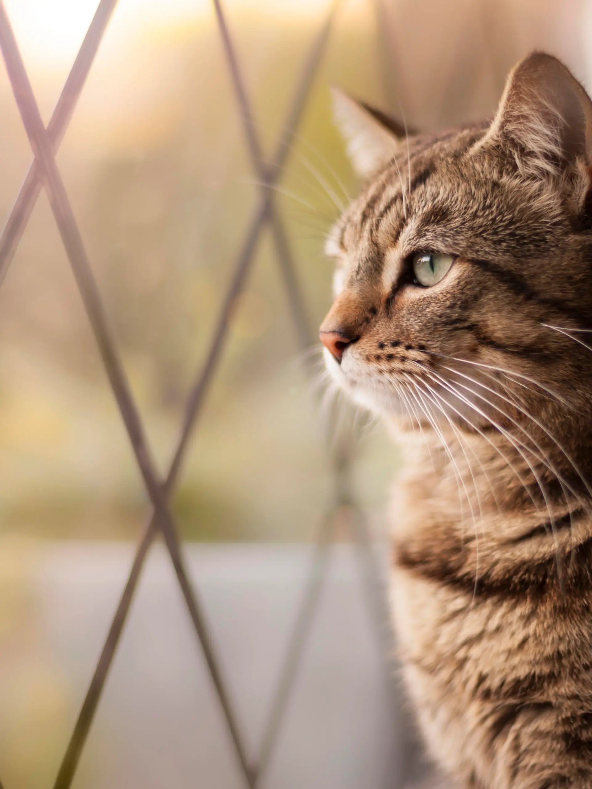 Handsome tabby cat sat by a window, with focus on eyes. 