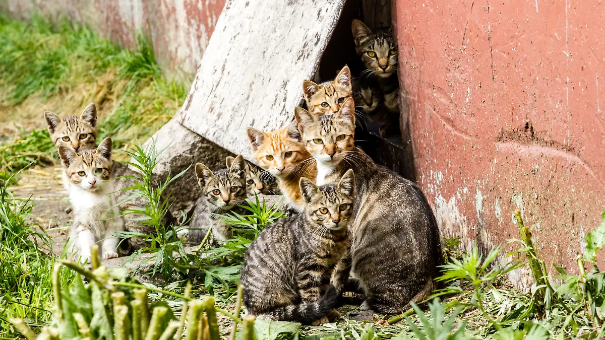 Large group of homeless kittens in a city street near the house