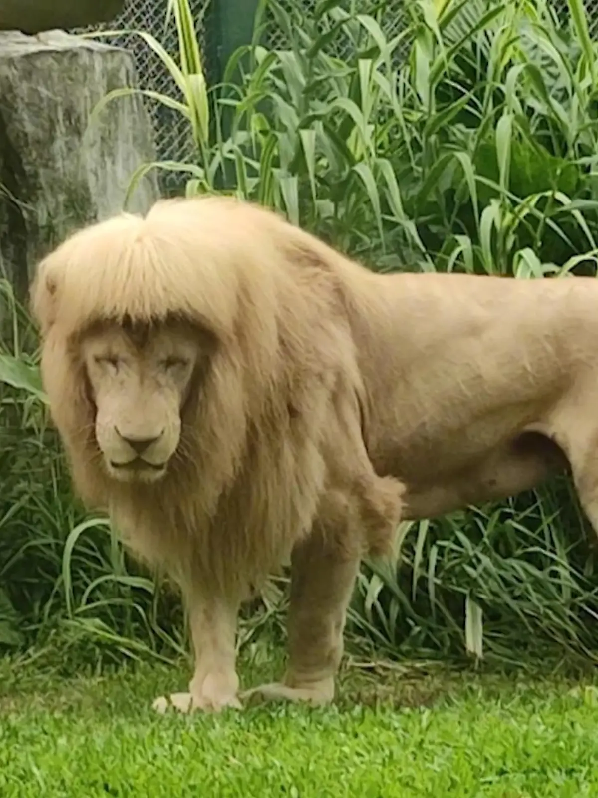 Dieser Löwe aus einem chinesischen Zoo trägt Vokuhila statt wilde Löwn-Mähne. Und damit sieht er einem Promi ganz schön ähnlich...