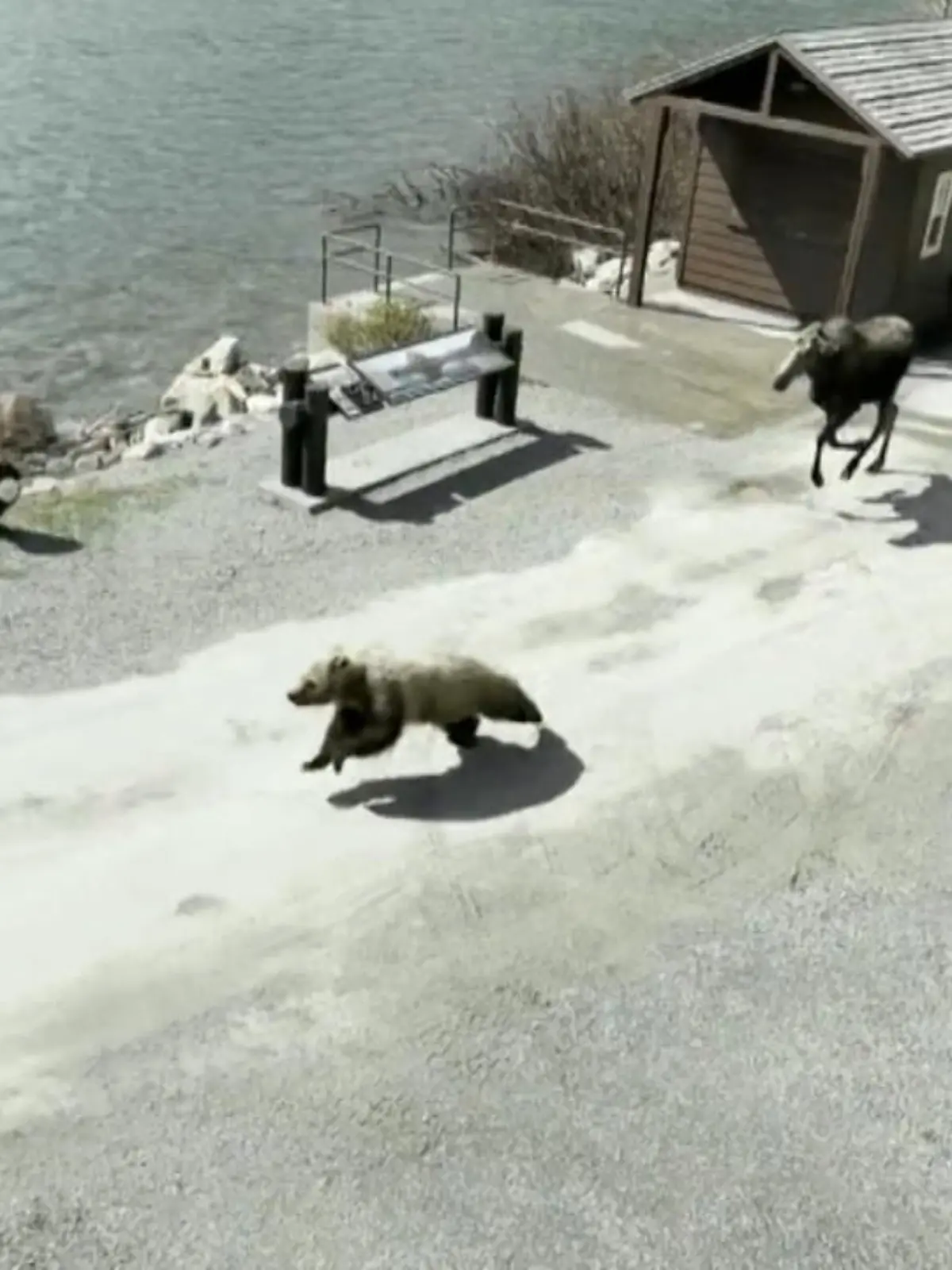Es sieht auf den ersten Blick lustig aus: eine Verfolgungsjagd zwischen Elch und Grizzly. Doch hinter der Jagd verbirgt sich eine traurige Vorgeschichte…die Details gibt es im Video.