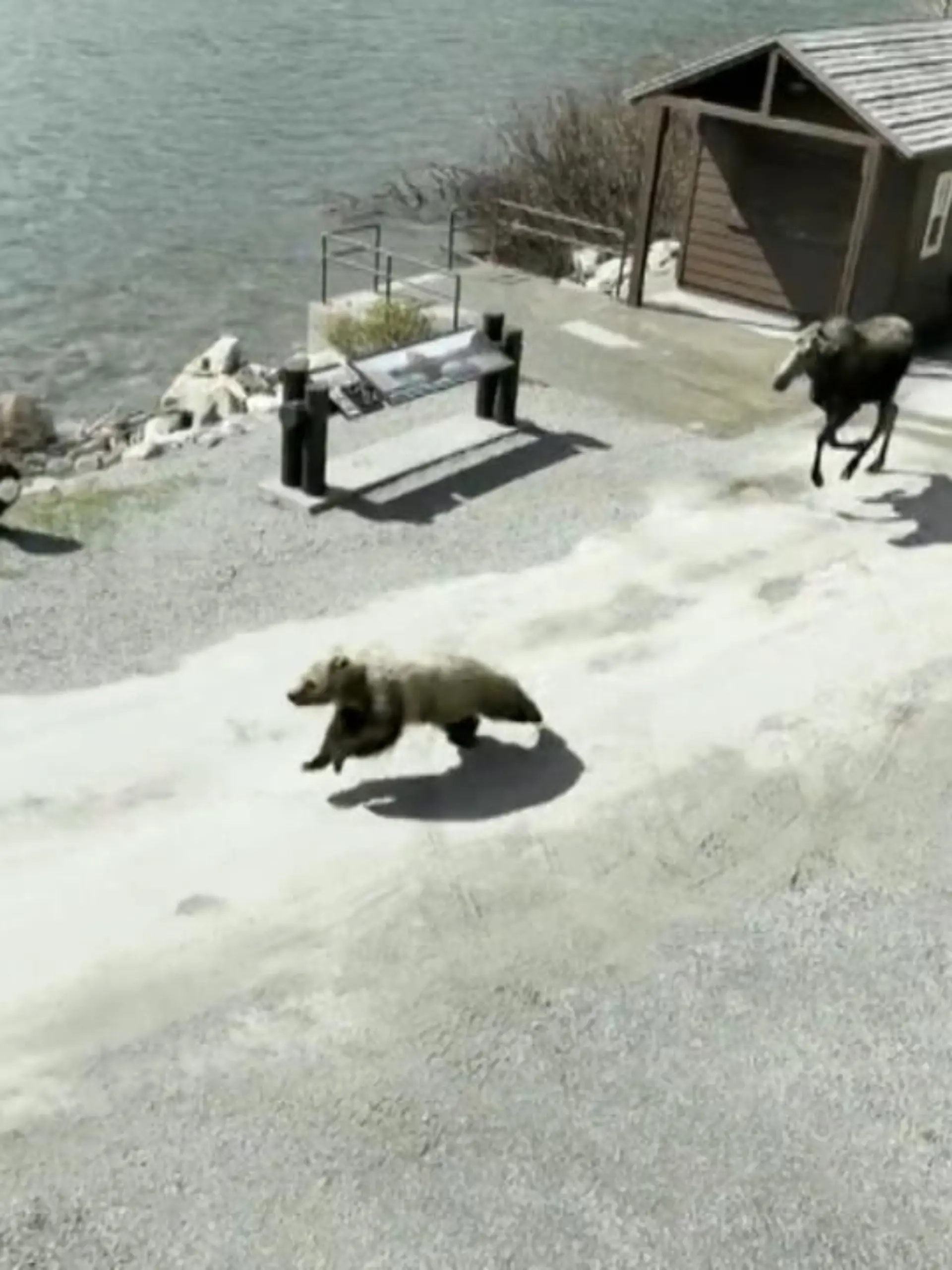 Es sieht auf den ersten Blick lustig aus: eine Verfolgungsjagd zwischen Elch und Grizzly. Doch hinter der Jagd verbirgt sich eine traurige Vorgeschichte…die Details gibt es im Video.